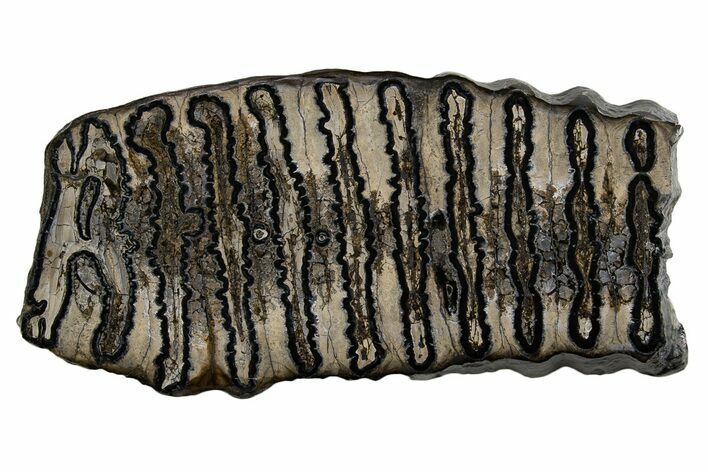 Polished Mammoth Molar Slice - South Carolina #335407